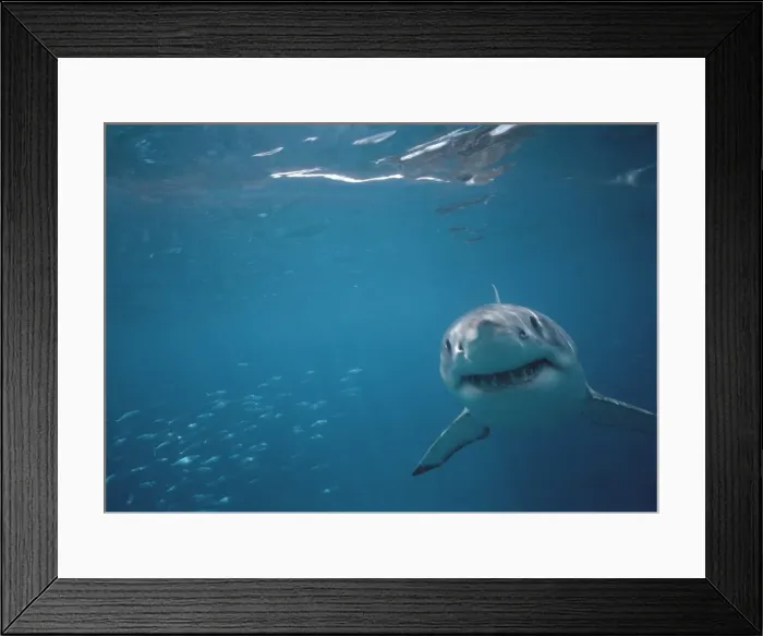 Framed Print : Great White Shark VT 8217 Underwater coming towards camera - South Australia. Carcharodon carcharias © Valerie & Ron Taylor / ARDEA LONDON Framed Print : Great White Shark VT 8217 Underwater coming towards camera - South Australia. Carcharodon carcharias © Valerie & Ron Taylor / ARDEA LONDON