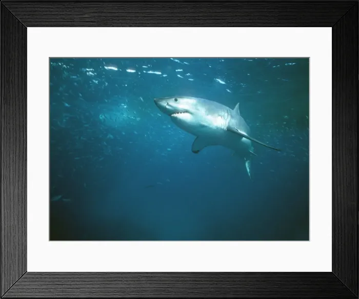 Framed Print : Great White Shark VT 8219 Underwater full body - South Australia. Carcharodon carcharias © Valerie & Ron Taylor / ARDEA LONDON Framed Print : Great White Shark VT 8219 Underwater full body - South Australia. Carcharodon carcharias © Valerie & Ron Taylor / ARDEA LONDON