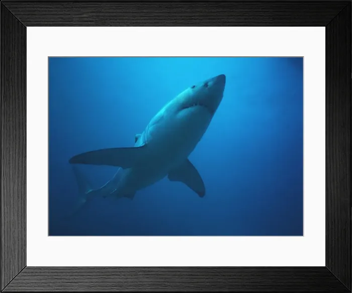 Framed Print : Great White Shark VT 8221 Underwater full body - South Australia. Carcharodon carcharias © Valerie & Ron Taylor / ARDEA LONDON Framed Print : Great White Shark VT 8221 Underwater full body - South Australia. Carcharodon carcharias © Valerie & Ron Taylor / ARDEA LONDON