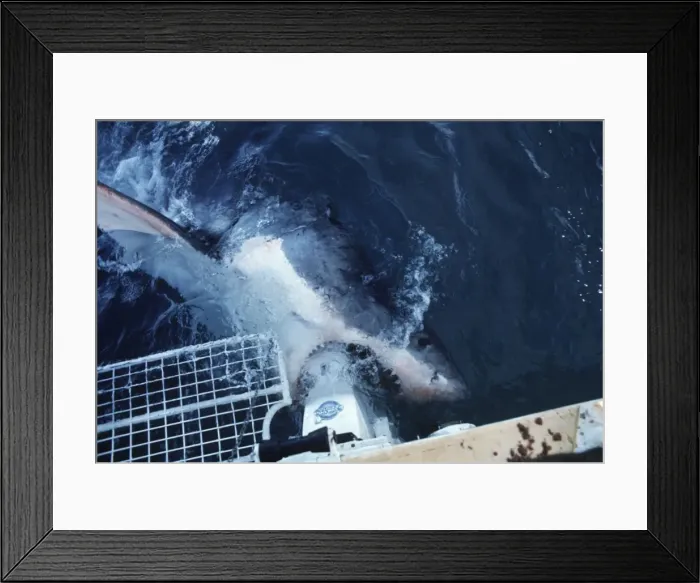 Framed Print : Great White Shark - mouthing the motor on the charter boat which it did many times, seemingly attracted to the magnetic field generated by the metal. South Australia Framed Print : Great White Shark - mouthing the motor on the charter boat which it did many times, seemingly attracted to the magnetic field generated by the metal. South Australia