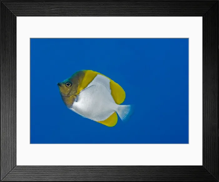 Framed Print : Pyramid Butterfly - Commonly seen in large numbers along drop-offs where they feed on plankton passing in the current - Papua New Guinea Framed Print : Pyramid Butterfly - Commonly seen in large numbers along drop-offs where they feed on plankton passing in the current - Papua New Guinea