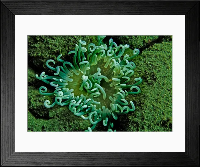 Framed Print : Sea Anemone Indonesia Framed Print : Sea Anemone Indonesia