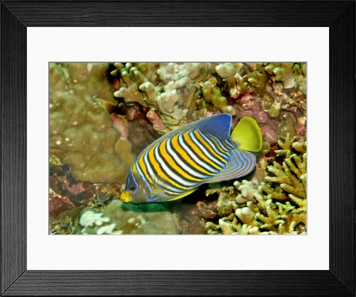 Framed Print : Regal angelfish - Common throughtout the Indo-Pacific. Usually seen in pairs, Indonesia Framed Print : Regal angelfish - Common throughtout the Indo-Pacific. Usually seen in pairs, Indonesia
