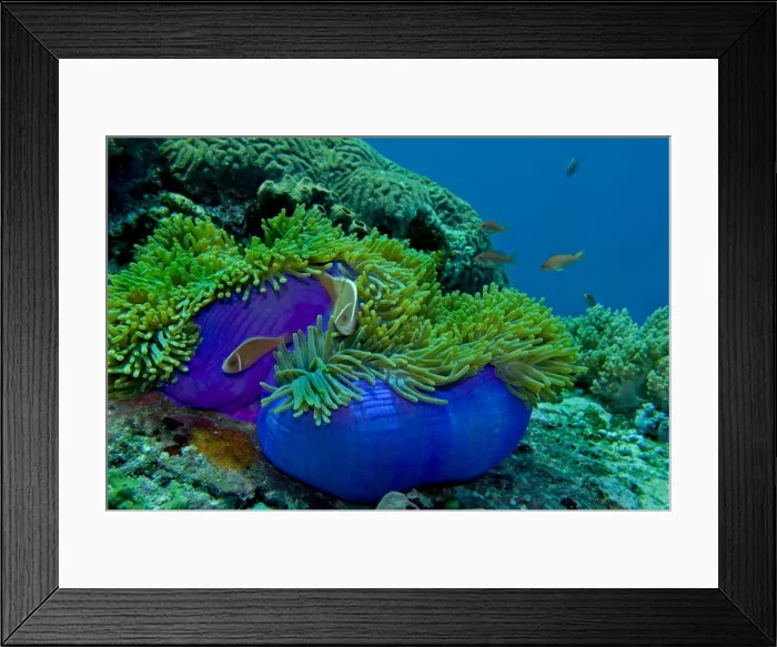 Framed Print : Pink Anemonefish - around an unsually bright blue sea anemone (heteractis magnifica) Papua New Guinea Framed Print : Pink Anemonefish - around an unsually bright blue sea anemone (heteractis magnifica) Papua New Guinea