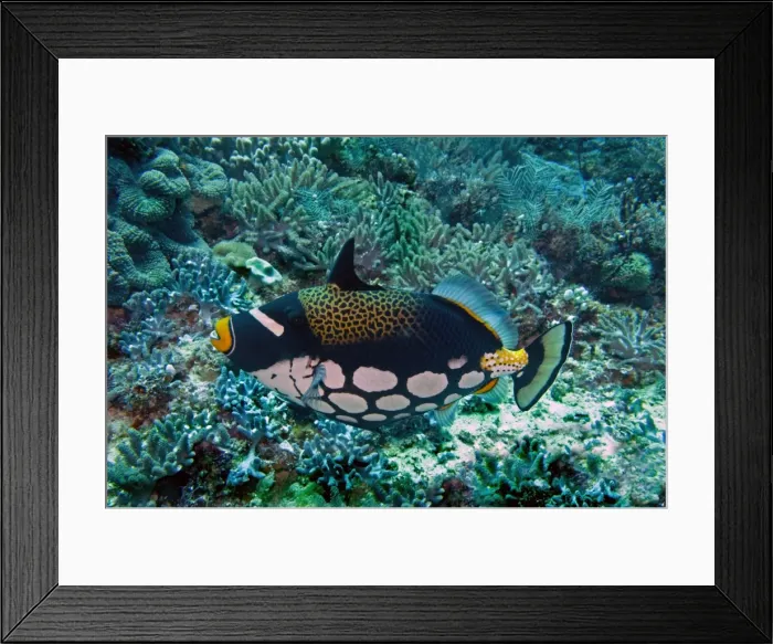 Framed Print : Clown Triggerfish - This most beautiful fish is normally shy but can be very aggressive when protecting its eggs. Indonesia, Indo Pacific Framed Print : Clown Triggerfish - This most beautiful fish is normally shy but can be very aggressive when protecting its eggs. Indonesia, Indo Pacific