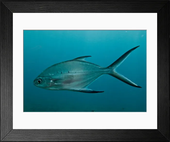 Framed Print : Smallspotted Pompano - Indonesia Framed Print : Smallspotted Pompano - Indonesia
