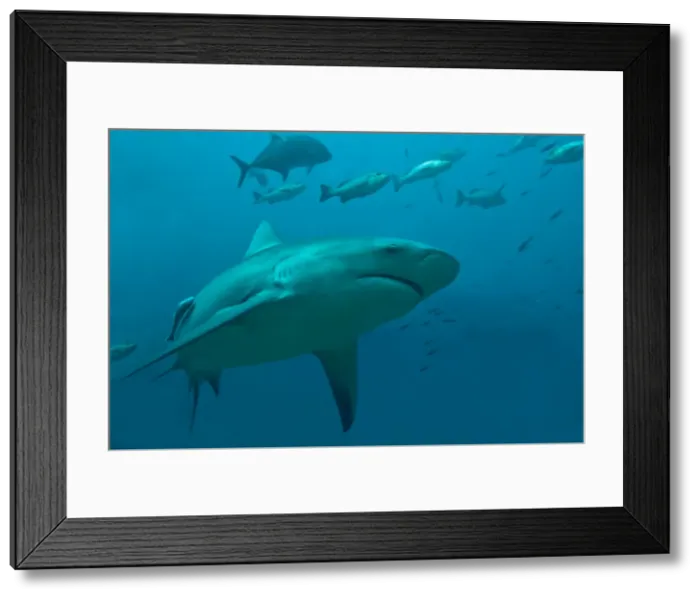 Framed Print : Bull Shark - moving through its potential prey after eating a tuna head - Fiji Framed Print : Bull Shark - moving through its potential prey after eating a tuna head - Fiji