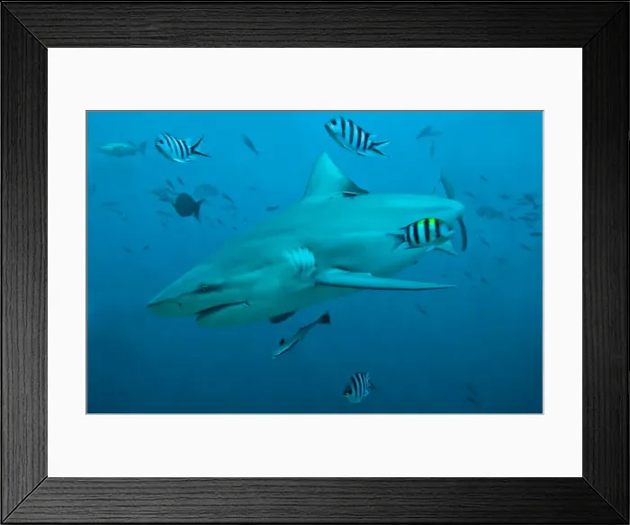 Framed Print : Bull Shark - with fisherman's hook cutting into corner of mouth and scientists tag near dorsal fin - Fiji Framed Print : Bull Shark - with fisherman's hook cutting into corner of mouth and scientists tag near dorsal fin - Fiji