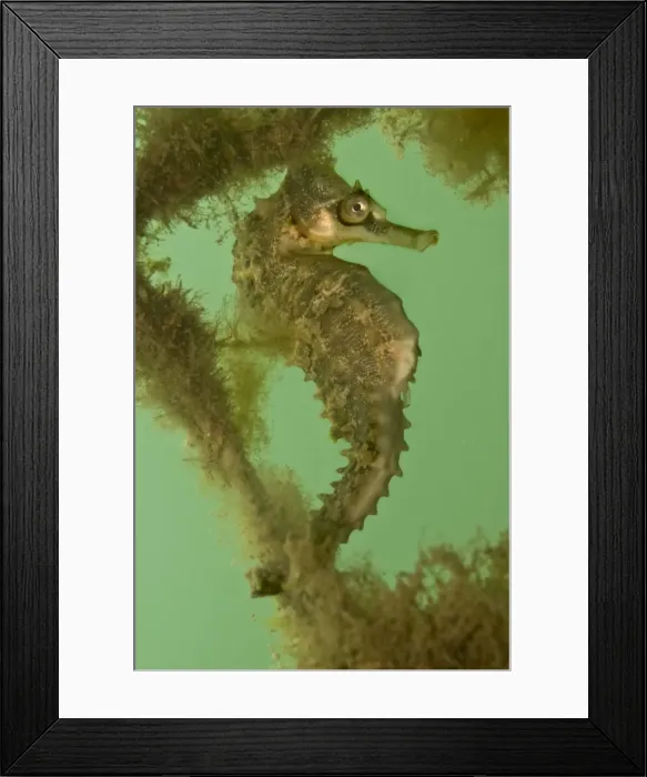 Framed Print : Seahorse - on an old net in Sydney harbour - NSW Australia Framed Print : Seahorse - on an old net in Sydney harbour - NSW Australia