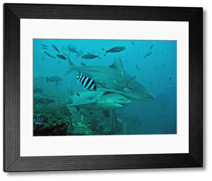Framed Print : Bull Sharks - with fisherman's hook and line trailing from mouth of bottom shark - Fiji Framed Print : Bull Sharks - with fisherman's hook and line trailing from mouth of bottom shark - Fiji
