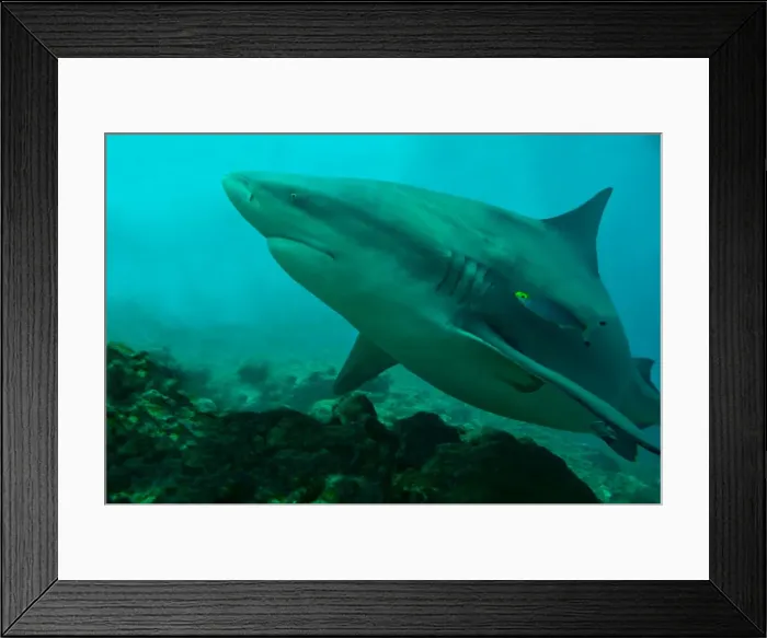 Framed Print : Bull Shark - Fiji Framed Print : Bull Shark - Fiji