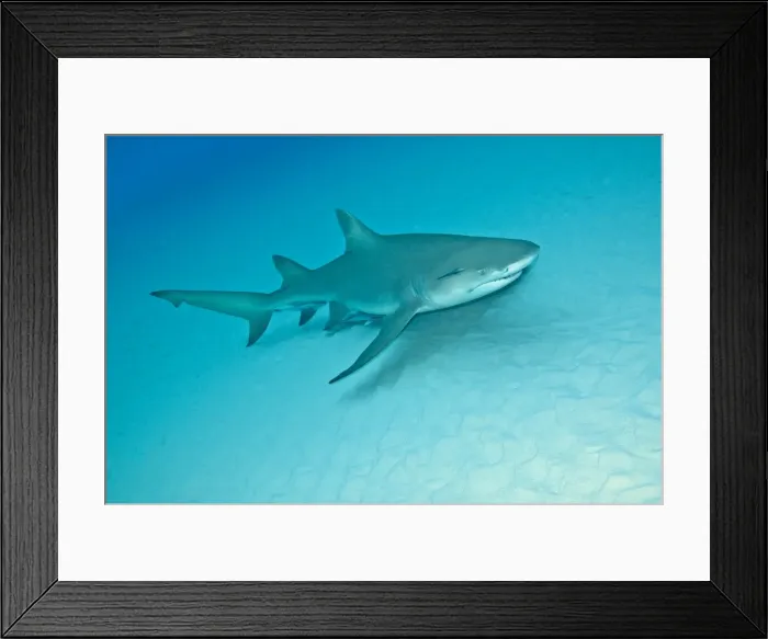 Framed Print : Lemon Shark - Bahamas Framed Print : Lemon Shark - Bahamas