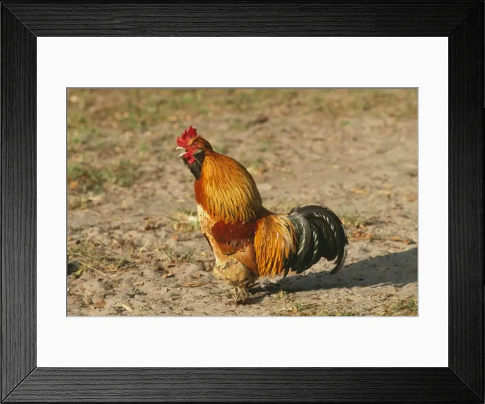 Framed Print : Chicken WAT 1026 Golden Ardennaise Cock, crowing. © M. Watson / ARDEA LONDON Framed Print : Chicken WAT 1026 Golden Ardennaise Cock, crowing. © M. Watson / ARDEA LONDON