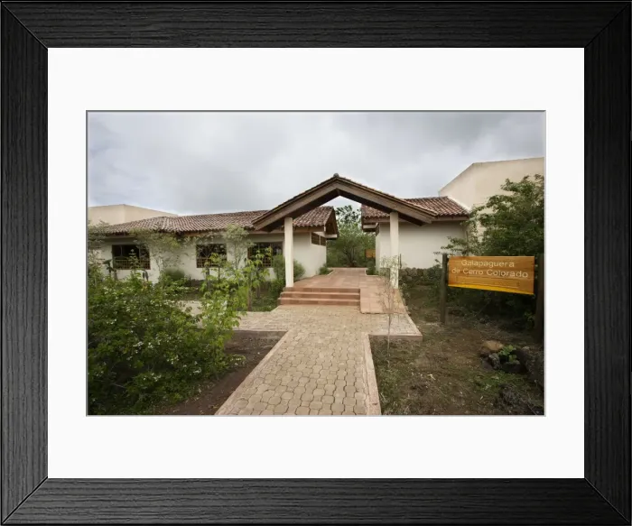 Framed Print : Galapagos islands - Re-introduction Centre of Giant Tortoise. Cerru Colorado. San Cristobal island Framed Print : Galapagos islands - Re-introduction Centre of Giant Tortoise. Cerru Colorado. San Cristobal island