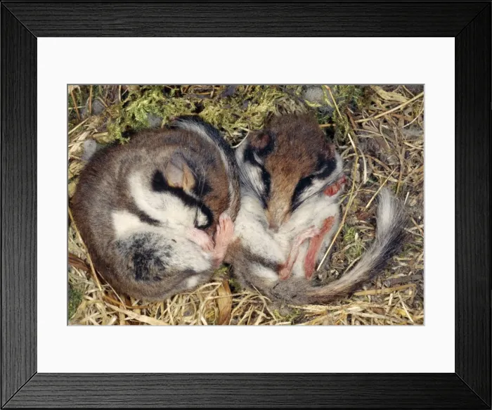 Framed Print : Garden Dormouse WAT 1049 Hibernating Eliomys quercinus © M. Watson / ARDEA LONDON Framed Print : Garden Dormouse WAT 1049 Hibernating Eliomys quercinus © M. Watson / ARDEA LONDON