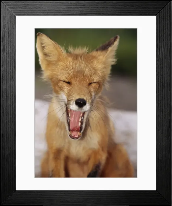 Framed Print : Red Fox WAT 1159 Yawning Vulpes vulpes © M. Watson / ARDEA LONDON Framed Print : Red Fox WAT 1159 Yawning Vulpes vulpes © M. Watson / ARDEA LONDON