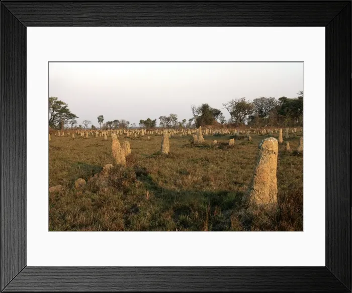 Framed Print : Termite Mounds - Zambia Framed Print : Termite Mounds - Zambia