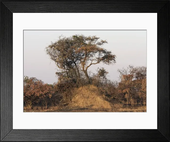 Framed Print : Termite Mound at base of tree - Zambia Framed Print : Termite Mound at base of tree - Zambia