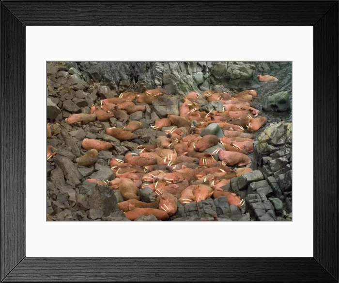 Framed Print : Walrus - colony Framed Print : Walrus - colony