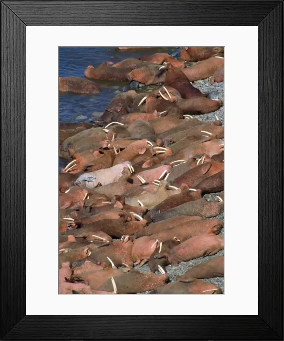 Framed Print : Walrus - colony Framed Print : Walrus - colony