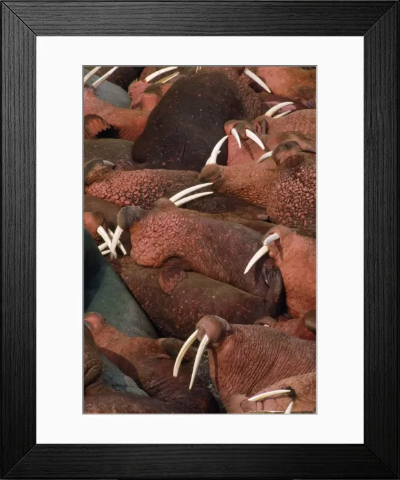 Framed Print : Walrus - colony