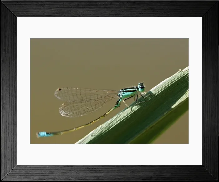 Framed Print : Blue-tailed Damselfly. Aubignan - Provence - PACA - France Framed Print : Blue-tailed Damselfly. Aubignan - Provence - PACA - France