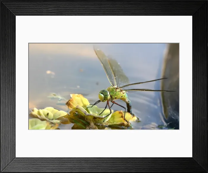 Framed Print : Emperor Dragonfl - female laying eggs Aubignan, Provence, PACA, France Framed Print : Emperor Dragonfl - female laying eggs Aubignan, Provence, PACA, France