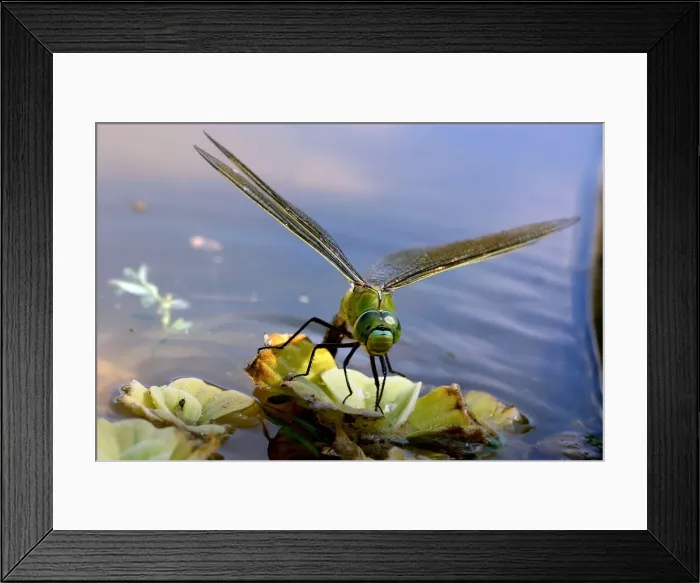 Framed Print : Emperor Dragonfly - female laying eggs Aubignan, Provence, PACA, France Framed Print : Emperor Dragonfly - female laying eggs Aubignan, Provence, PACA, France