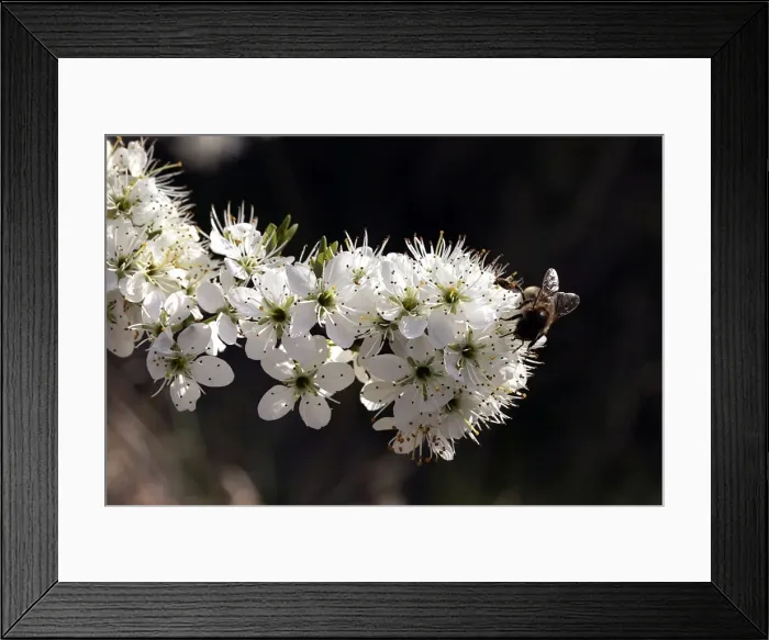 Framed Print : Hawthorn - Flowers with insect feeding. Provence - France Framed Print : Hawthorn - Flowers with insect feeding. Provence - France