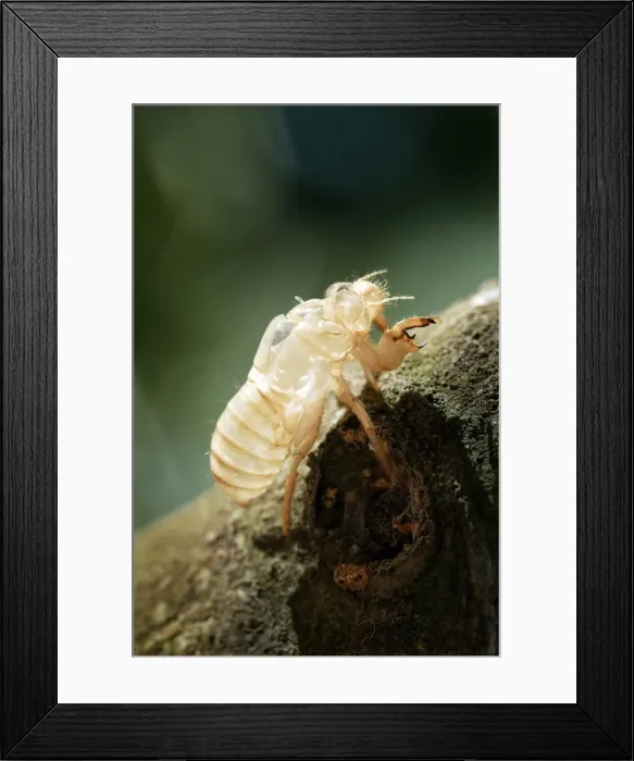 Framed Print : Cicada - Moult in olive tree. Provence - France Framed Print : Cicada - Moult in olive tree. Provence - France