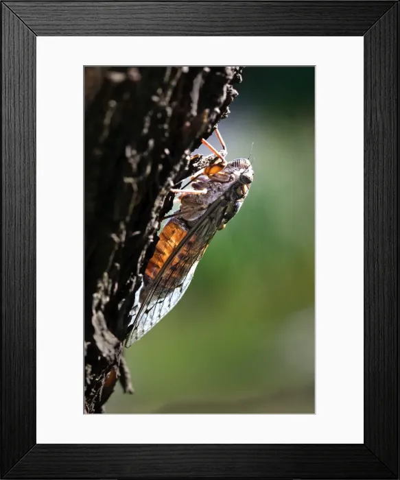 Framed Print : Cicada. France Framed Print : Cicada. France