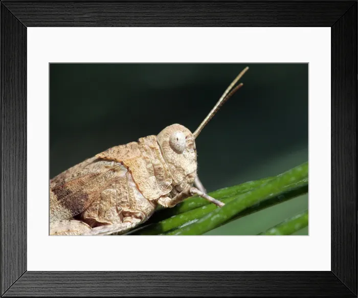 Framed Print : Egyptian Grasshopper - adult. Aubignan - Provence PACA - France Framed Print : Egyptian Grasshopper - adult. Aubignan - Provence PACA - France