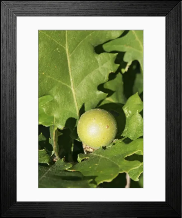 Framed Print : Gall - on. Nesque gorges - Vaucluse - PACA - France Framed Print : Gall - on. Nesque gorges - Vaucluse - PACA - France