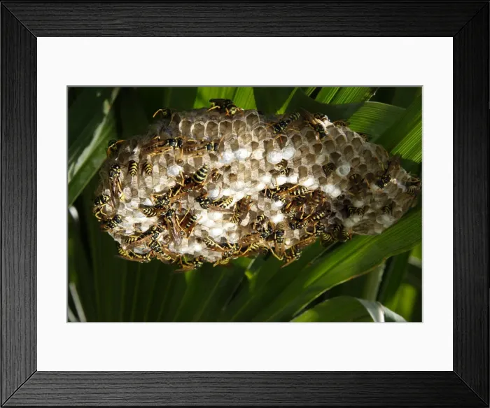 Framed Print : Paper Wasps - at nest. Provence - France Framed Print : Paper Wasps - at nest. Provence - France