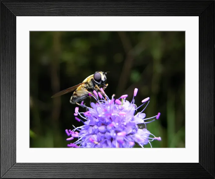 Framed Print : Hoverfly - on flower. Nigula national park - Estonia Framed Print : Hoverfly - on flower. Nigula national park - Estonia