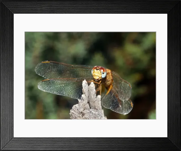 Framed Print : Dragonfly - female. Camargue - Bouche du Rhone- Provence - PACA Framed Print : Dragonfly - female. Camargue - Bouche du Rhone- Provence - PACA