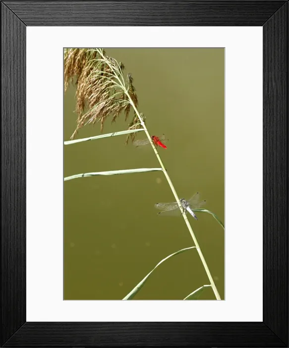 Framed Print : Banded Darter Dragonfly - male & female showing sexual dimorphism. Aubignan - Provence - PACA - France Framed Print : Banded Darter Dragonfly - male & female showing sexual dimorphism. Aubignan - Provence - PACA - France