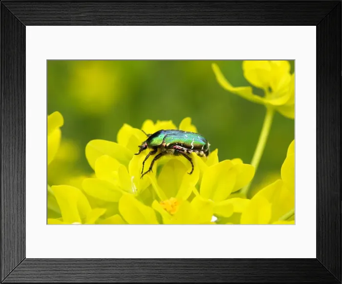 Framed Print : Rose Chafer on a Marsh spurge (Euphorbia palustris). Alsace - France Framed Print : Rose Chafer on a Marsh spurge (Euphorbia palustris). Alsace - France