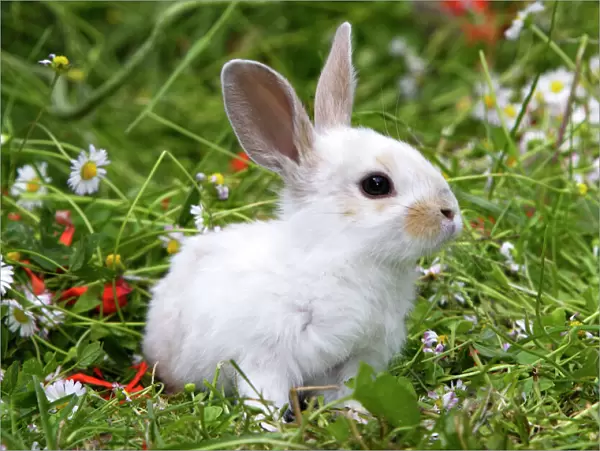 Domestic Rabbit - outside amongst daisies