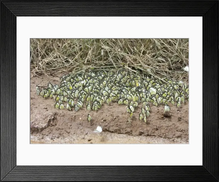 Framed Print : White Butterfly The Chimfunshi Wildlife Orphanage in central Zambia fam: Pieridae Sub fam: Pierinae Framed Print : White Butterfly The Chimfunshi Wildlife Orphanage in central Zambia fam: Pieridae Sub fam: Pierinae