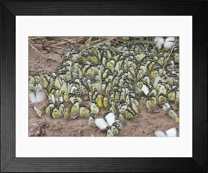 Framed Print : White Butterfly The Chimfunshi Wildlife Orphanage in central Zambia fam: Pieridae Sub fam: Pierinae Framed Print : White Butterfly The Chimfunshi Wildlife Orphanage in central Zambia fam: Pieridae Sub fam: Pierinae