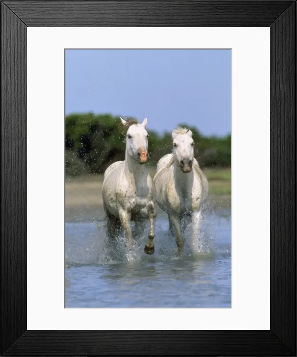 Framed Print : Camargue Horse Framed Print : Camargue Horse