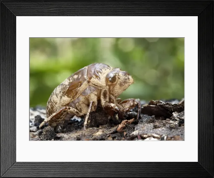 Framed Print : Cicada Heath River Centre Amazon Peru Framed Print : Cicada Heath River Centre Amazon Peru