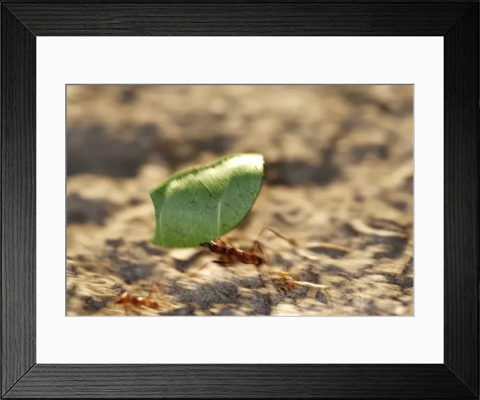 Framed Print : Leaf-cutter Ant Lake Sandoval Amazon Peru