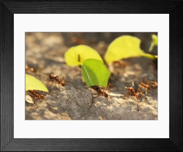 Framed Print : Leaf-cutter Ant Lake Sandoval Amazon Peru Framed Print : Leaf-cutter Ant Lake Sandoval Amazon Peru