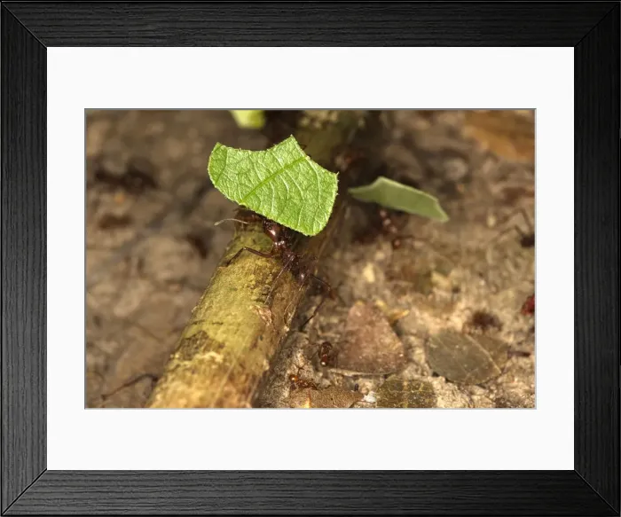Framed Print : Leaf-cutter Ant Lake Sandoval Amazon Peru Framed Print : Leaf-cutter Ant Lake Sandoval Amazon Peru