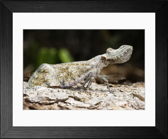 Framed Print : Lanternfly / Peanut-head bug / alligator bug Heath River Centre Amazon Peru Framed Print : Lanternfly / Peanut-head bug / alligator bug Heath River Centre Amazon Peru