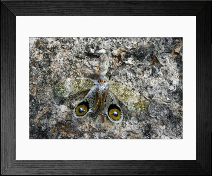 Framed Print : Lanternfly / Peanut-head Bug / Alligator Bug Heath River Centre Amazon Peru Framed Print : Lanternfly / Peanut-head Bug / Alligator Bug Heath River Centre Amazon Peru