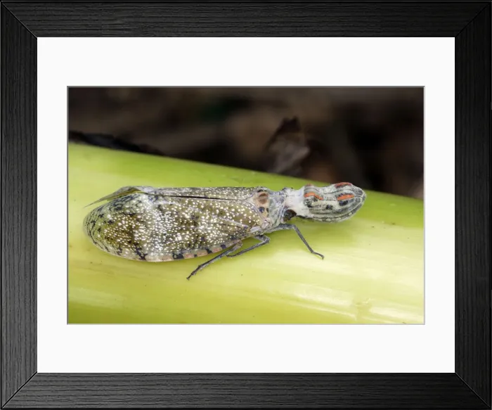 Framed Print : Lanternfly / Peanut-head Bug / Alligator Bug Heath River Centre Amazon Peru Framed Print : Lanternfly / Peanut-head Bug / Alligator Bug Heath River Centre Amazon Peru
