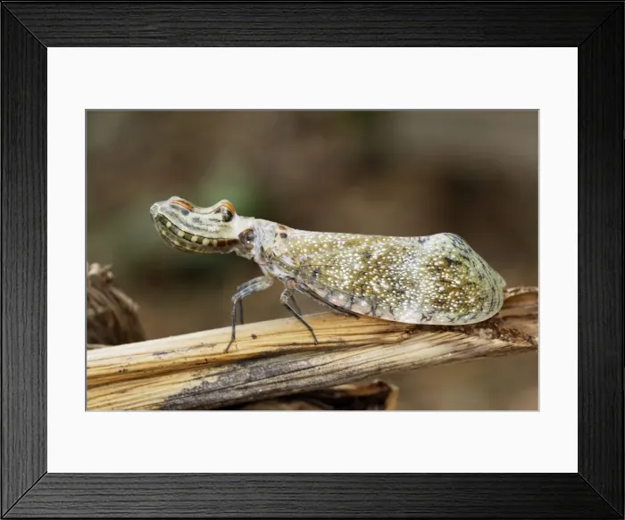 Framed Print : Lanternfly / Peanut-head Bug / Alligator Bug Heath River Centre Amazon Peru Framed Print : Lanternfly / Peanut-head Bug / Alligator Bug Heath River Centre Amazon Peru